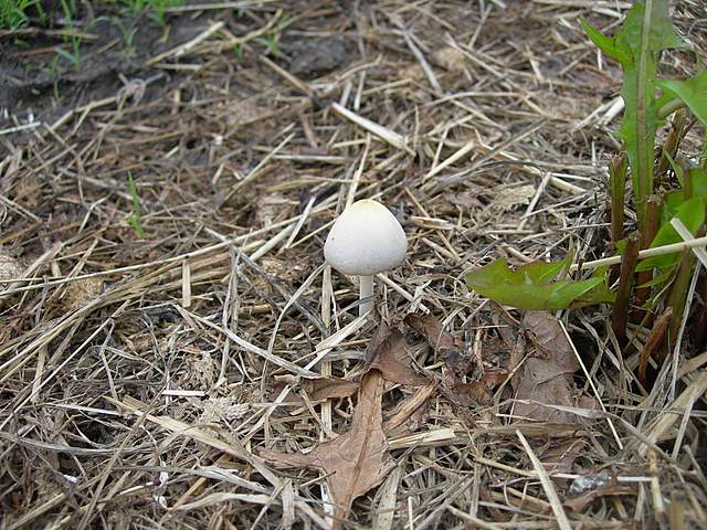 Bolbitius  coprophilus  (Peck)  Hongo